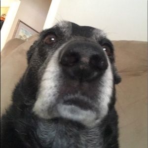 Meet your Posher, Levi